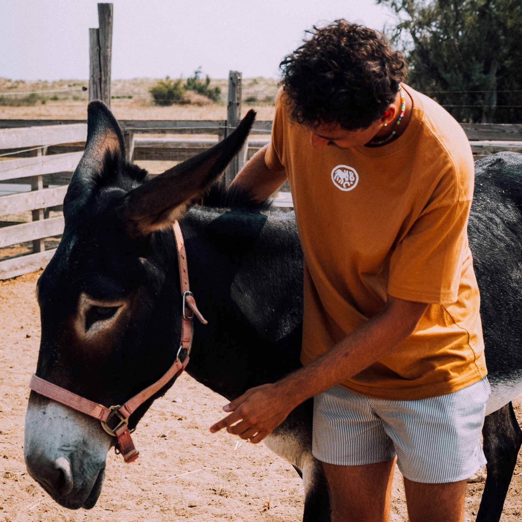 L'âne catalan : la star du Roussillon
