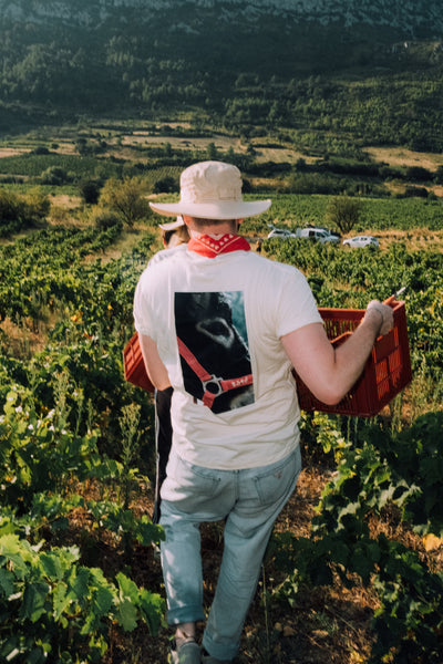 Le Roussillon : 3 000 ans d’histoire pour des vins uniques