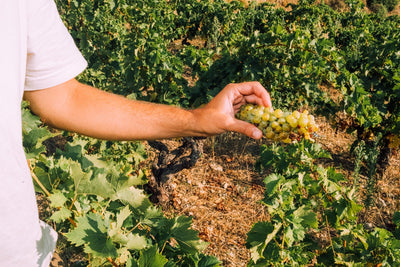 Vin glou-glou, vin d’auteur et Vin de France : une nouvelle liberté dans le verre