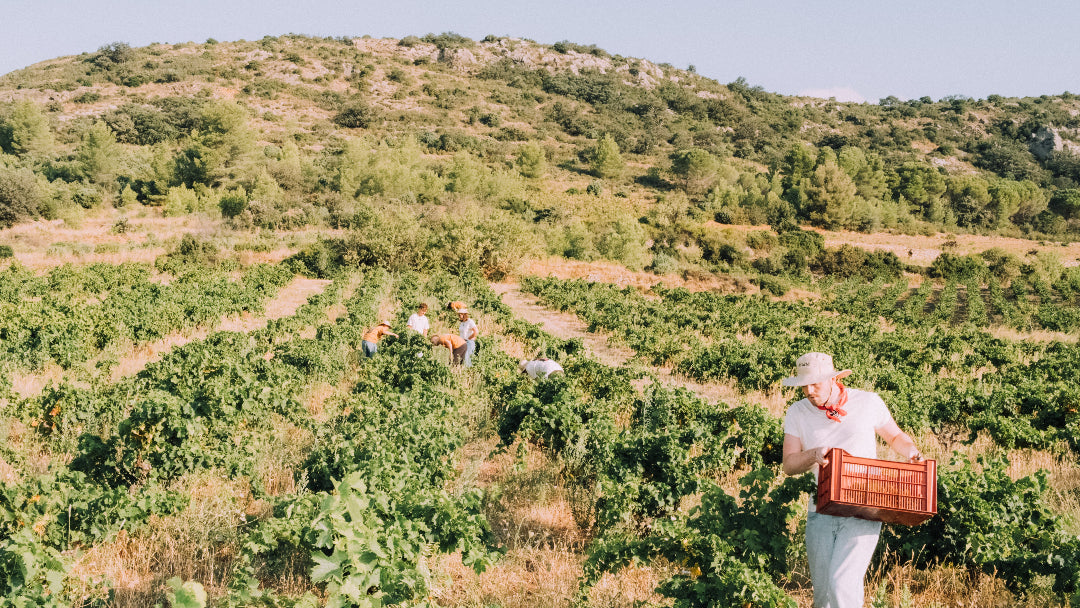 Vendanges Bâte Club Vingrau
