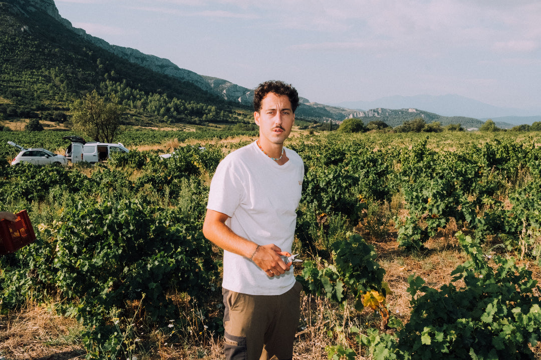 Hadrien vendanges Vingrau 