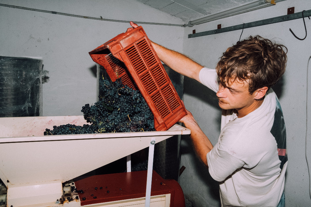 Pierre Vinification cave